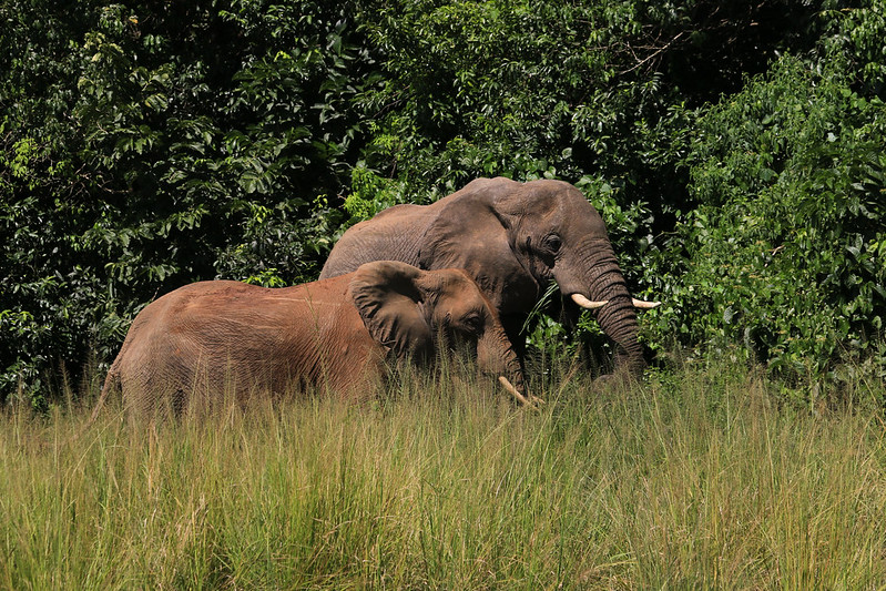 Murchison Falls Nationalpark